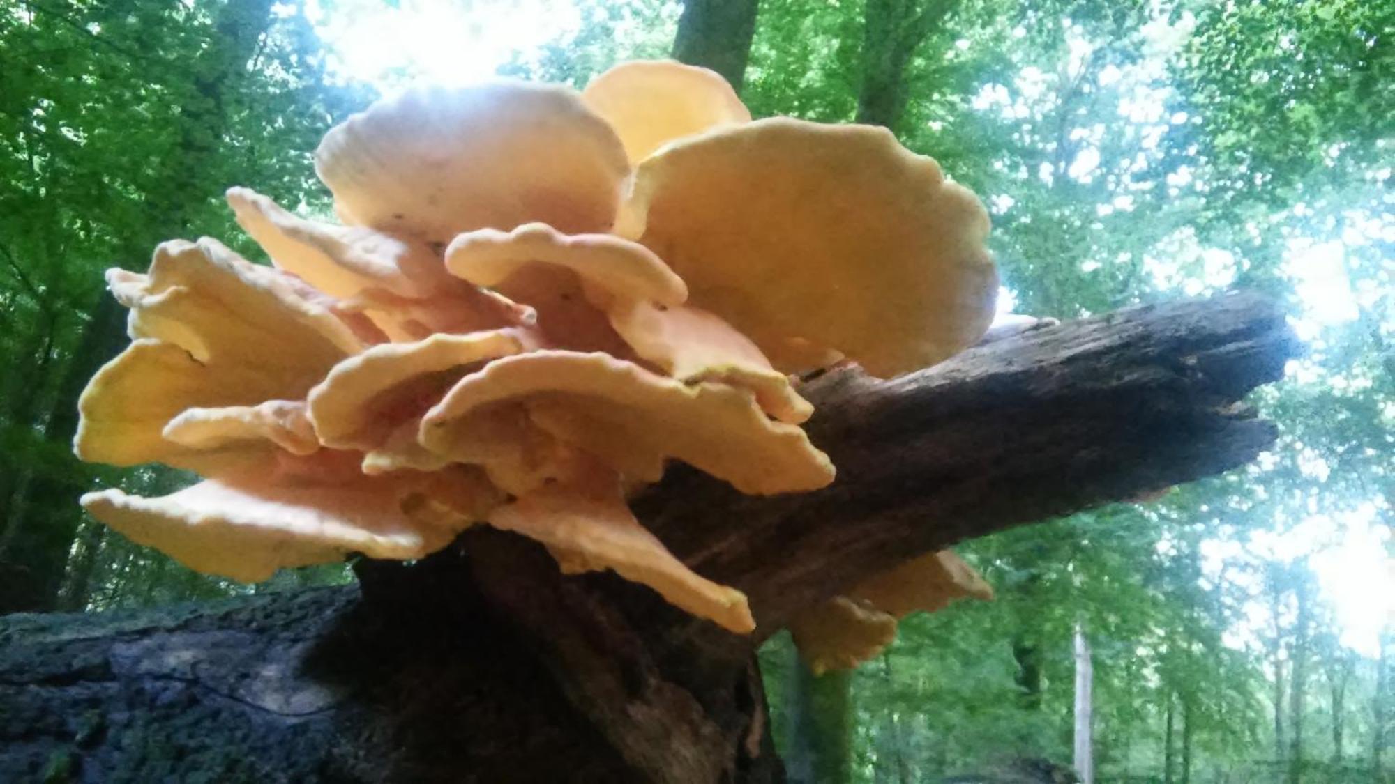 Poort Van De Veluwe Voorthuizen Zewnętrze zdjęcie